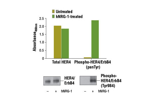 PathScan Phospho-HER4/ErbB4 (panTyr) Sandwich ELISA Kit 1 kit