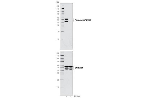 SAPK/JNK Control Cell Extracts 150 µl