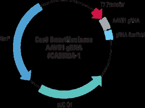 Transfection-ready Cas9 SmartNuclease AAVS1 gRNA (CRISPR) 10 µg