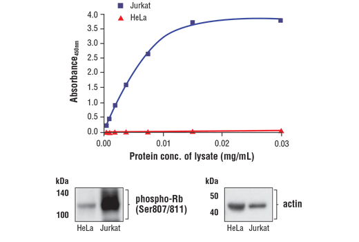 FastScan Phospho-Rb (Ser807/811) ELISA Kit 1 kit