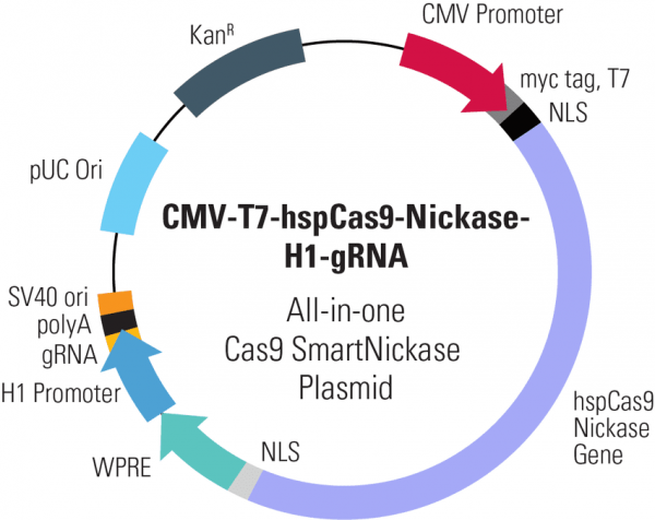 Cas9 Nickase: CMV-T7-hspCas9-nickase-H1-gRNA linearized SmartNickase vector (CRISPR) 10 réactions