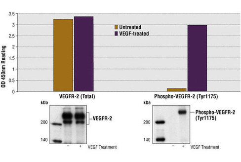PathScan Total VEGFR-2 Sandwich ELISA Kit 1 kit