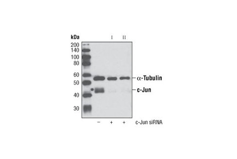 SignalSilence c-Jun siRNA I 300 µl