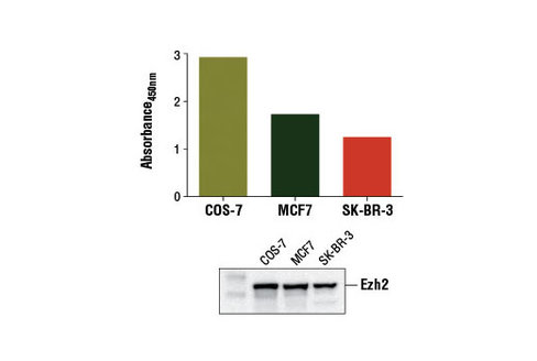 PathScan Total Ezh2 Sandwich ELISA Kit 1 kit