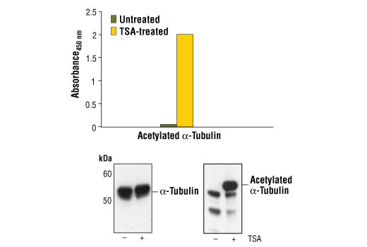 PathScan Acetyl-alpha-Tubulin Sandwich ELISA Kit 1 kit