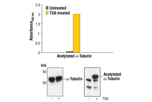 PathScan Acetyl-alpha-Tubulin Sandwich ELISA Kit 1 kit
