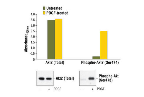 PathScan Total Akt2 Sandwich ELISA Kit (Mouse Preferred) 1 kit