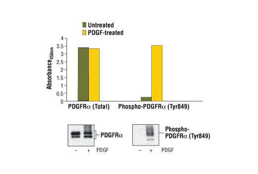 PathScan Phospho-PDGF Receptor alpha (Tyr849) Sandwich ELISA Kit 1 kit