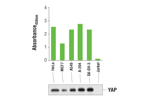 PathScan Total YAP Sandwich ELISA Kit 1 kit