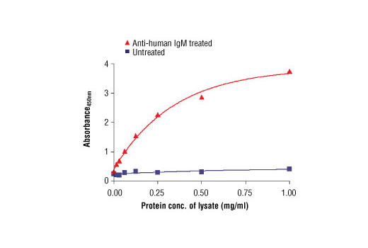 PathScan Phospho-Syk (panTyr) Sandwich ELISA Antibody Pair 1 kit