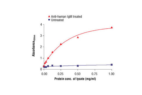 PathScan Phospho-Syk (panTyr) Sandwich ELISA Antibody Pair 1 kit