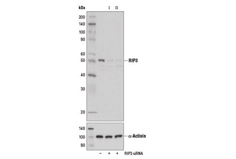 SignalSilence RIP3 siRNA II (Mouse Specific) 300 µl