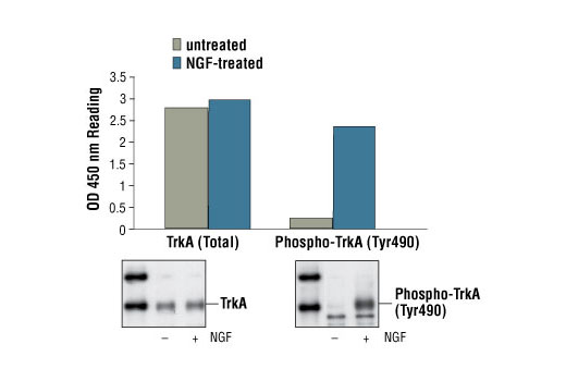 PathScan Phospho-TrkA (Tyr490) Sandwich ELISA Kit 1 kit