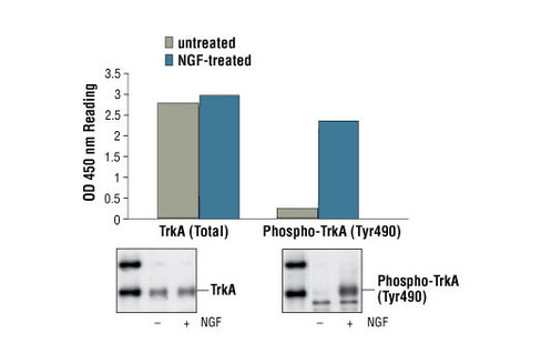 PathScan Phospho-TrkA (Tyr490) Sandwich ELISA Kit 1 kit