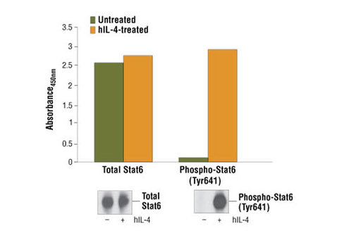 PathScan Phospho-Stat6 (Tyr641) Sandwich ELISA Kit 1 kit