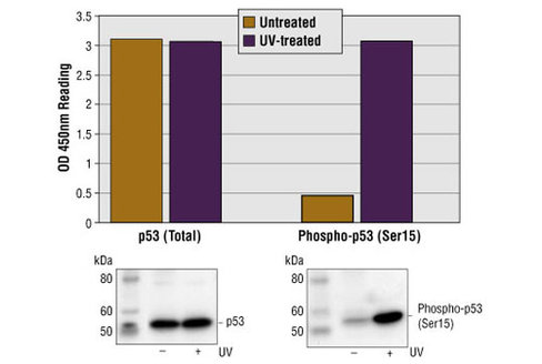 PathScan Total p53 Sandwich ELISA Kit 1 kit