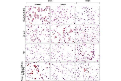 SignalStain Akt Pathway IHC Sampler Kit 1 kit