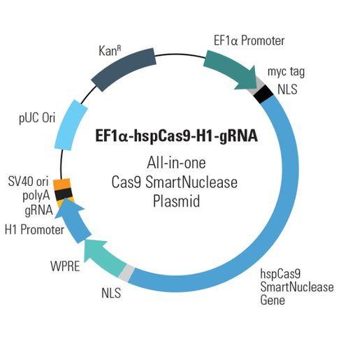 EF1-hspCas9-H1-gRNA linearized SmartNuclease vector (CRISPR) 10 réactions