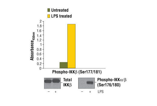 PathScan Phospho-IKKbeta (Ser177/181) Sandwich ELISA Kit 1 kit