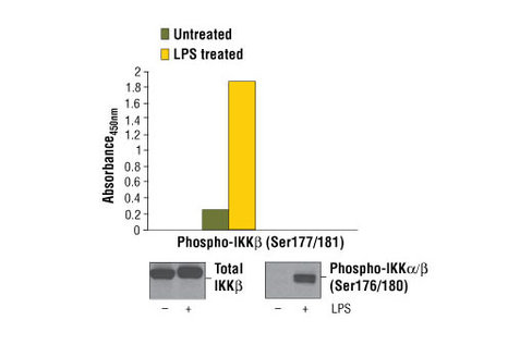 PathScan Phospho-IKKbeta (Ser177/181) Sandwich ELISA Kit 1 kit