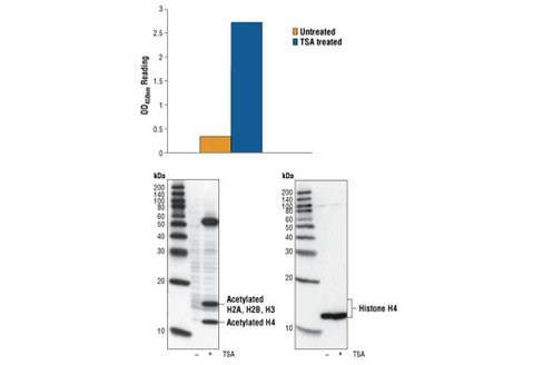 PathScan Acetyl-Histone H4 Sandwich ELISA Kit 1 kit