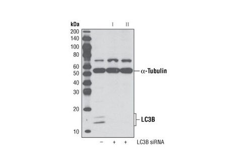 SignalSilence LC3B siRNA II 300 µl