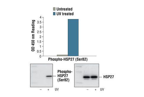 PathScan Phospho-HSP27 (Ser82) Sandwich ELISA Kit 1 kit