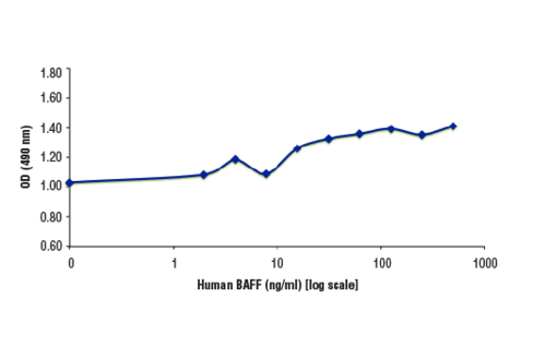 Human BAFF/TNFSF13B (hBAFF) 20 µg