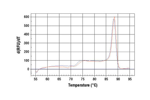 SimpleChIP Human SLC19A2 Promoter Primers 500 µl