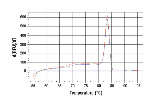 SimpleChIP Human CD11b Promoter Primers 500 µl