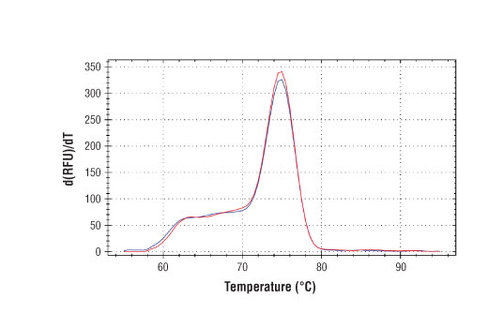 SimpleChIP Human IKZF3 Promoter Primers 500 µl
