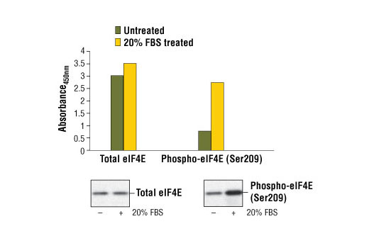 PathScan Phospho-eIF4E (Ser209) Sandwich ELISA Kit 1 kit