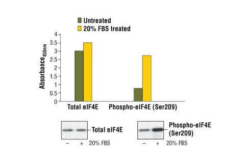 PathScan Phospho-eIF4E (Ser209) Sandwich ELISA Kit 1 kit