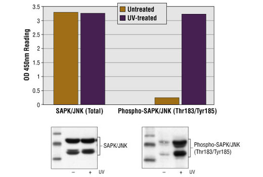 PathScan Phospho-SAPK/JNK (Thr183/Tyr185) Sandwich ELISA Kit 1 kit