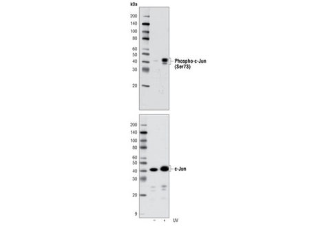 C-Jun Control Cell Extracts 150 µl