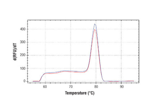 SimpleChIP Mouse Ccdc57 Intron 5 Primers 500 µl