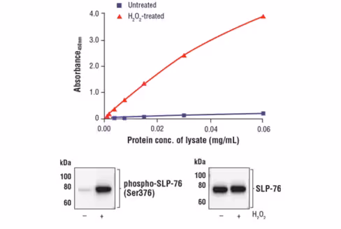 FastScan Phospho-SLP-76 (Ser376) ELISA Kit (Human Preferred) 1 kit