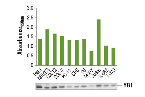 PathScan Total YB1 Sandwich ELISA Kit 1 kit