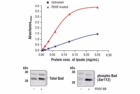 FastScan Phospho-Bad (Ser112) ELISA Kit 1 kit