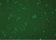 AAVS1 Positive Control EGIP 293T Reporter Cell Line 1 Vial 1 vial