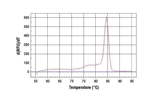 SimpleChIP Human MITF Promoter Primers 500 µl