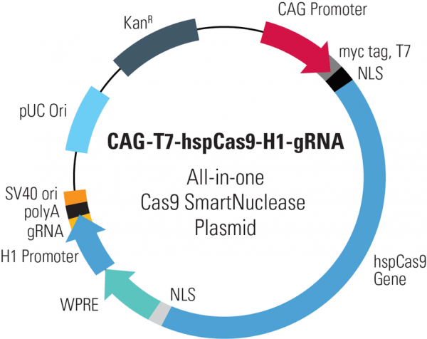 CAG-T7-hspCas9-H1-gRNA linearized SmartNuclease vector (CRISPR) 10 réactions