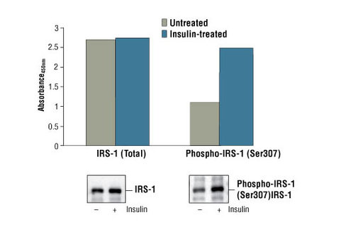 PathScan Phospho-IRS-1 (Ser307) Sandwich ELISA Kit 1 kit