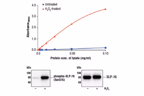 FastScan Phospho-SLP-76 (Ser376) ELISA Kit 1 kit