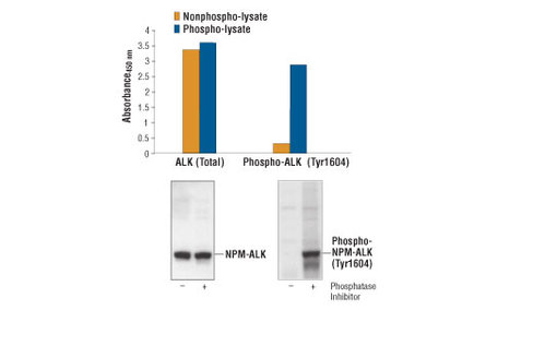 PathScan Total ALK Sandwich ELISA Kit 1 kit