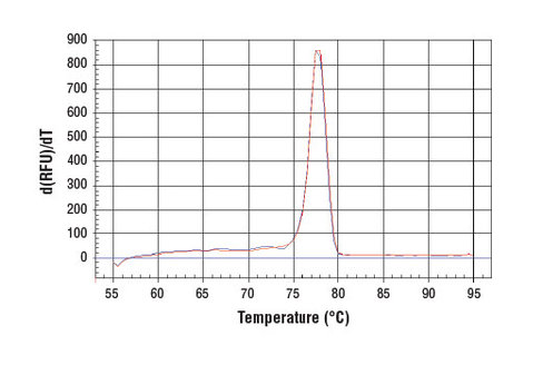 SimpleChIP Human beta-Actin 3' UTR Primers 500 µl