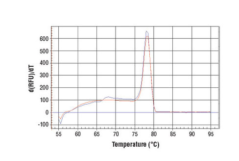 SimpleChIP Human CTGF Upstream Primers 500 µl