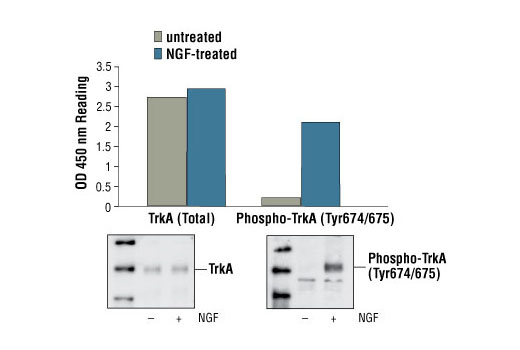 PathScan Phospho-TrkA (Tyr674/675) Sandwich ELISA Kit 1 kit