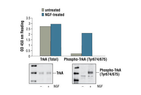 PathScan Phospho-TrkA (Tyr674/675) Sandwich ELISA Kit 1 kit