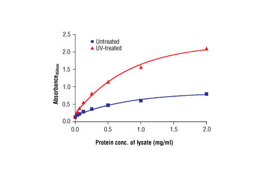 PathScan Phospho-Chk2 (Thr68) Sandwich ELISA Kit 1 kit